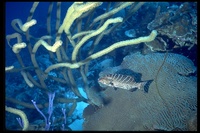 : Mycteroperca tigris; Tiger Grouper