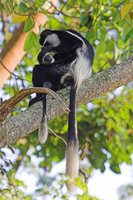 : Colobus guereza; Black And White Colobus