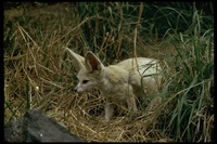 : Fennecus zerda; Fennec Fox