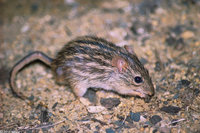 : Lemniscomys barbarus; Striped Grass Mouse
