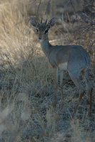 : Madoqua kirkii; Kirk's Dikdik