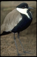 : Vanellus spinosus; Spur-winged Lapwing