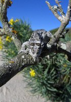 : Bradypodion occidentale; Namaqua Dwarf Chameleon