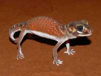 : Nephrurus levis; Smooth Knob-tailed Gecko