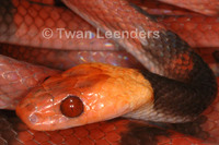 : Siphlophis compressus