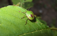 : Pentatomorpha sp.