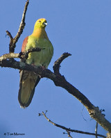 Wedge-tailed Pigeon