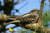 European Nightjar