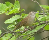 Gray's Warbler » Locustella fasciolata