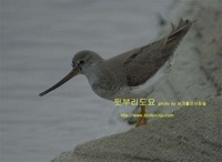 뒷부리도요 Terek Sandpiper