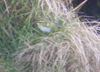 Pallas's Warbler on Foula - Tony Mainwood