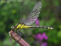 Almindelig Flodguldsmed (Gomphus vulgatissimus) Foto/billede af