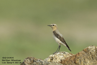 북방사막딱새[Northen Wheatear]