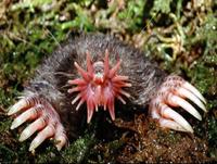 Star-nosed Mole