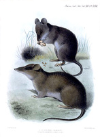 J. Smit Celænomys silaceus Rhynchomys soricoides
