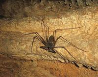 Phrynus parvulus