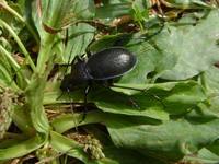 Carabus problematicus