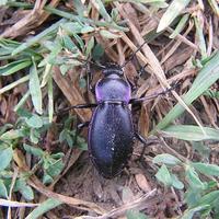 Carabus scheidleri