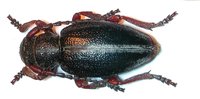 Dorcadion gallipolitanum atritarse