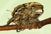 Coniocleonus nigrosuturatus