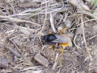 Osmia bicolor