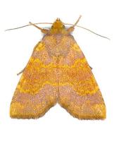 Xanthia aurago - Barred Sallow