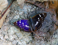 Apatura ilia - Lesser Purple Emperor