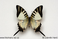 Graphium antiphates itamputi