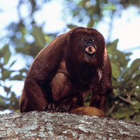 Red howler (Alouatta seniculus)