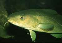 Image of Gadus morhua, Atlantic cod, Bacallà, Bakajar, Bakalar, Almindelig torsk, Atlantisk Tors...