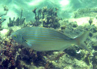 Sarpa salpa, Salema: fisheries, gamefish, bait