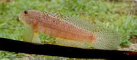 Exyrias puntang, Puntang goby: aquarium