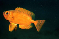 Priacanthus arenatus, Atlantic bigeye: fisheries, gamefish, aquarium