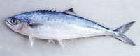 Scomberoides tol, Needlescaled queenfish: fisheries, gamefish