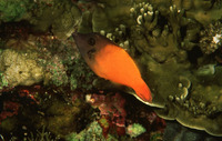 Pervagor melanocephalus, Redtail filefish: fisheries, aquarium