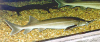 Acipenser ruthenus, Sterlet: fisheries, aquaculture, aquarium