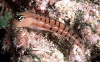 Ecsenius tigris, Tiger blenny: aquarium