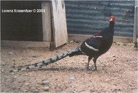 Hume's Bar-tailed Pheasant Male