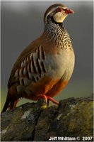 Red-legged Partridge Alectoris rufa