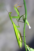 Mantis religiosa - Religious Mantis