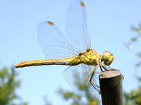 Sympetrum vulgatum - Vagrant Darter