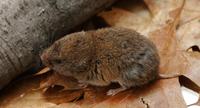 Image of: Microtus pinetorum (woodland vole)