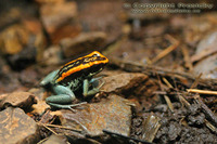 Phyllobates vittatus - Golfodulcean Poison Frog