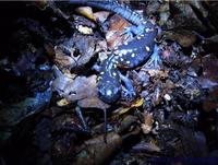 Ambystoma maculatum - Spotted Salamander