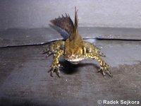 Ommatotriton ophryticus