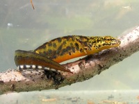 Triturus montandoni - Carpathian Newt