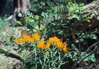 Image of: Speyeria
