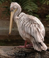 Pelecanus rufescens - Pink-backed Pelican