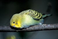 Melopsittacus undulatus - Budgerigar