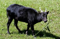 Bubalus depressicornis - Lowland Anoa